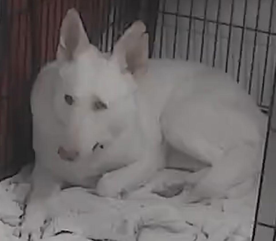 Enlarge Sugar:   Not at the shelter (Sierra), a Adoptable White German Shepherd in Rustburg, VA image 2/3