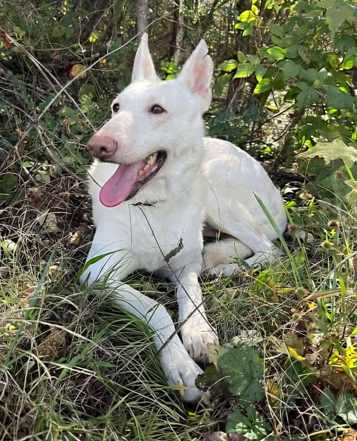 Enlarge Sugar:   Not at the shelter (Sierra), a Adoptable White German Shepherd in Rustburg, VA image 3/3