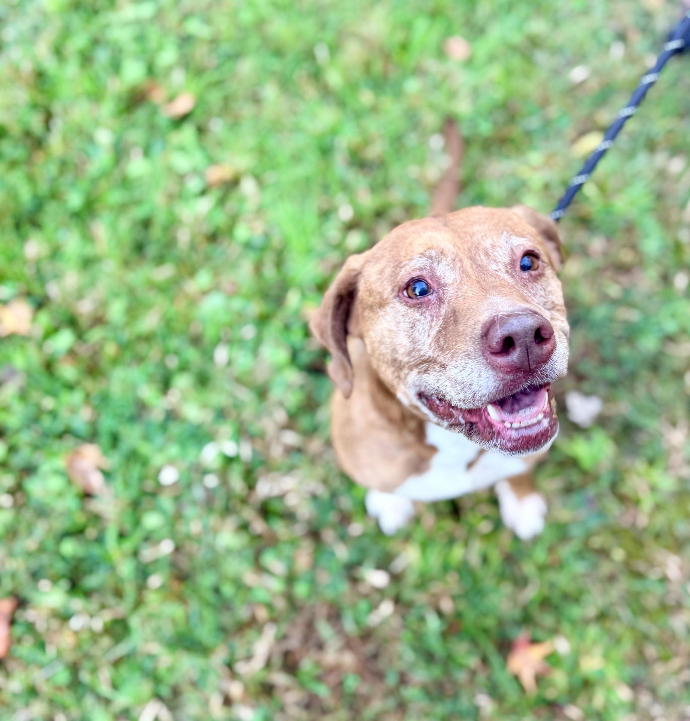 Enlarge Pumpkin Spice, a Adoptable mixed breed in Petersburg, VA image 1/6