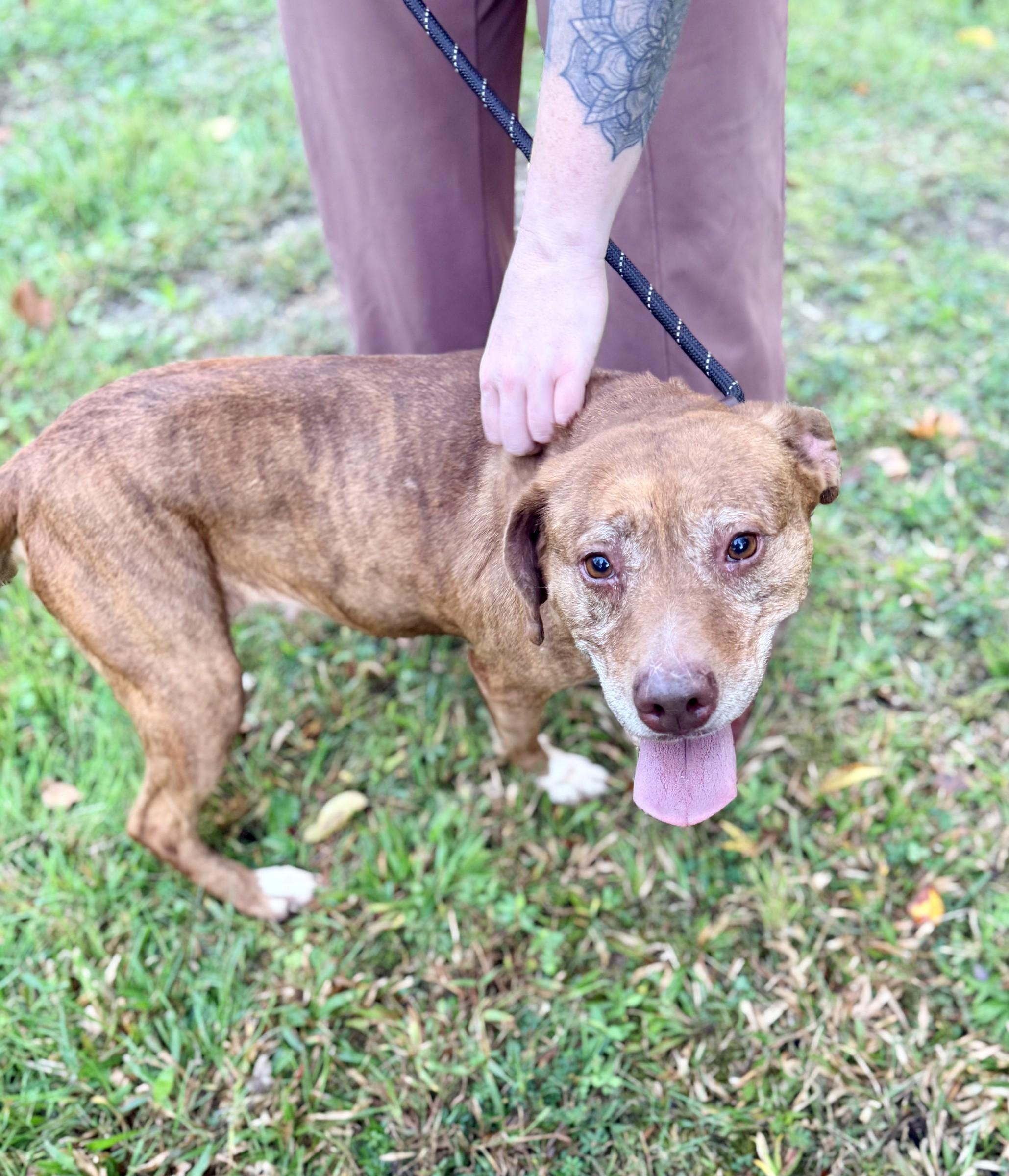 Enlarge Pumpkin Spice, a Adoptable mixed breed in Petersburg, VA image 3/6