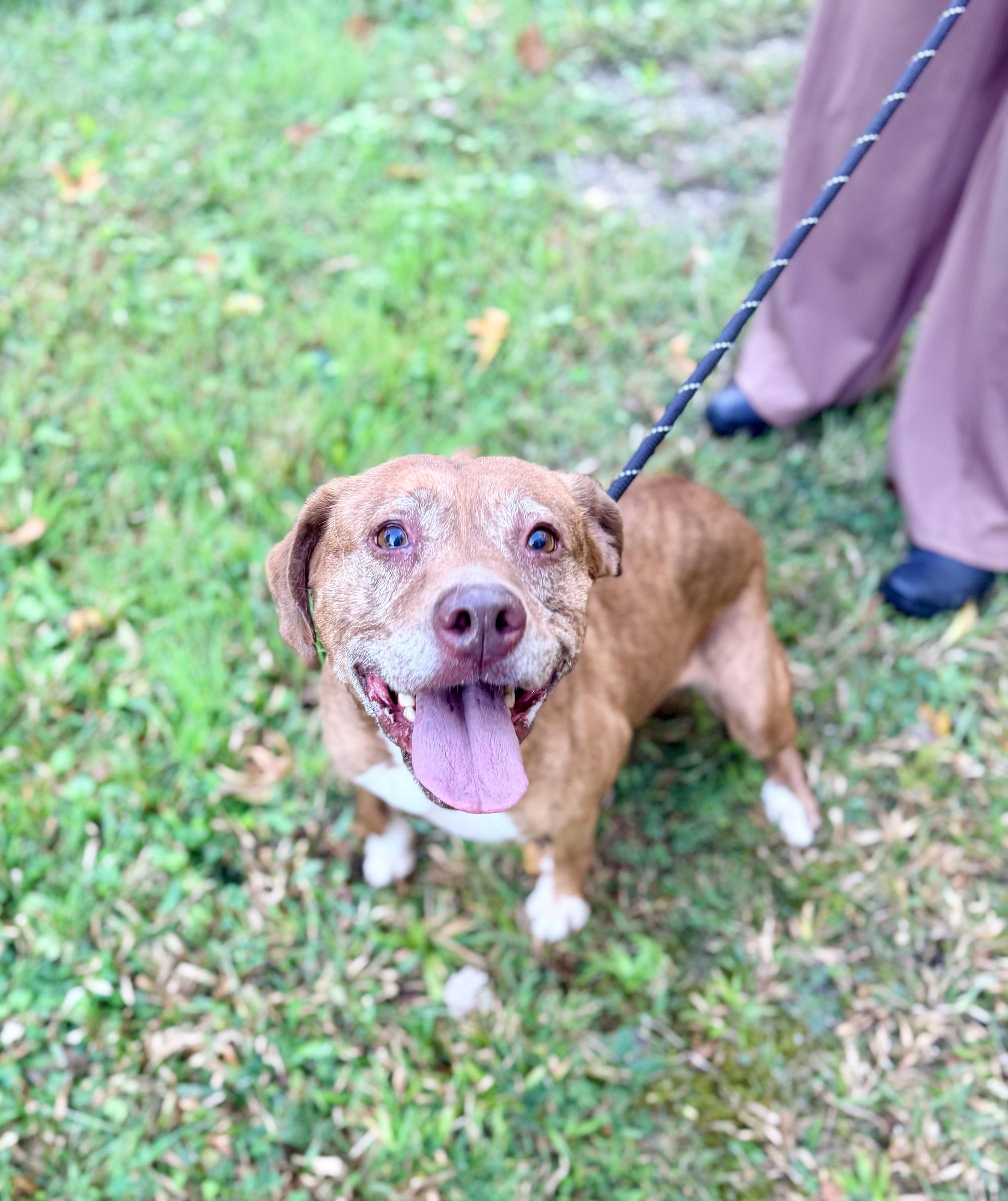 Enlarge Pumpkin Spice, a Adoptable mixed breed in Petersburg, VA image 2/6