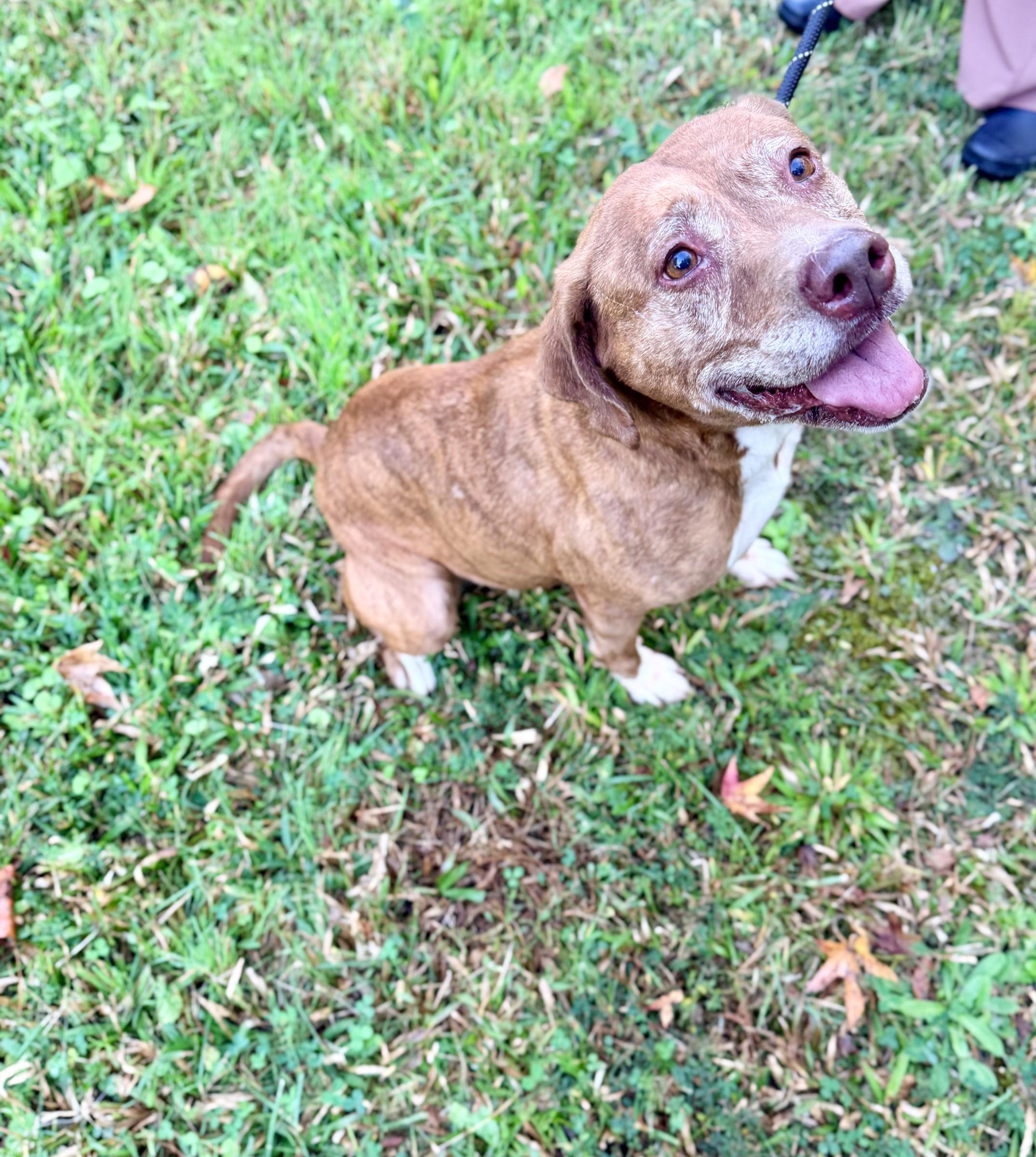 Enlarge Pumpkin Spice, a Adoptable mixed breed in Petersburg, VA image 5/6