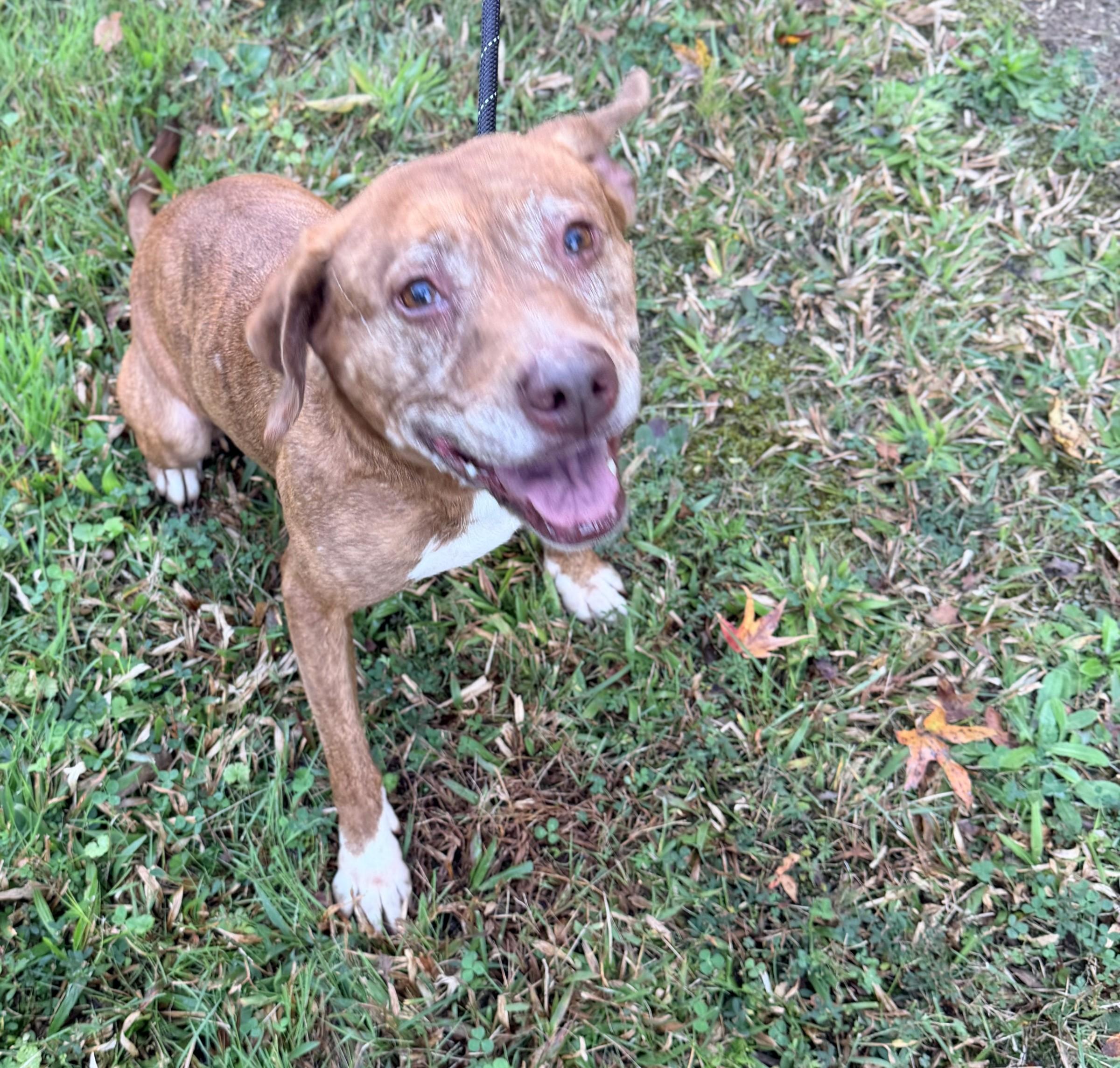 Enlarge Pumpkin Spice, a Adoptable mixed breed in Petersburg, VA image 4/6