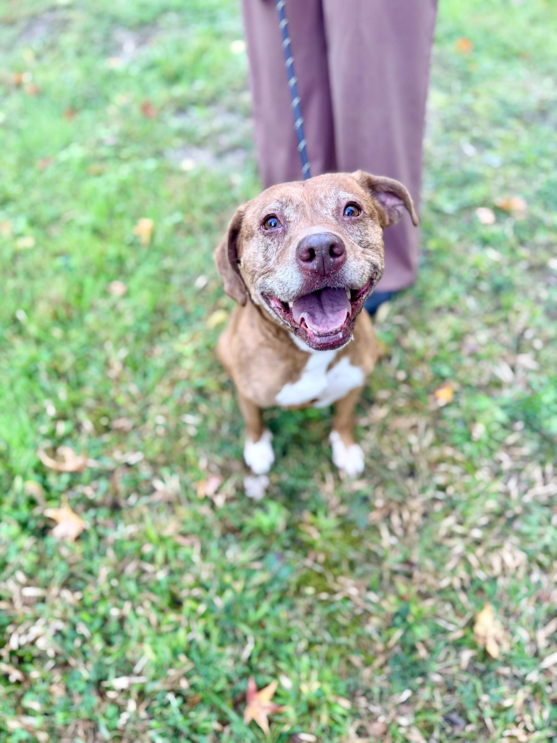 Enlarge Pumpkin Spice, a Adoptable mixed breed in Petersburg, VA image 6/6