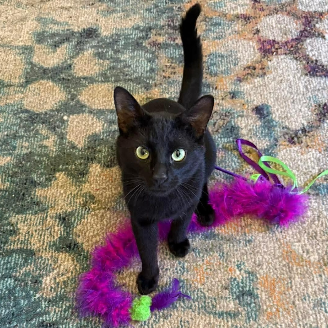 Enlarge Oakley , a ADOPTABLE mixed breed in Fort Oglethorpe, GA image 1/2