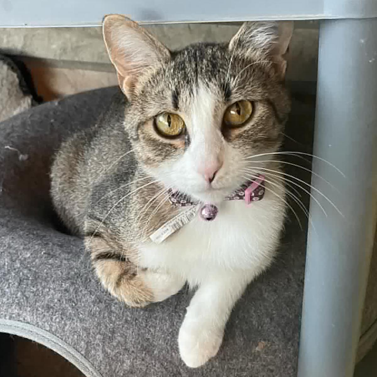 Miss May W., a Adoptable Domestic Short Hair in Somerset, KY image 1/5