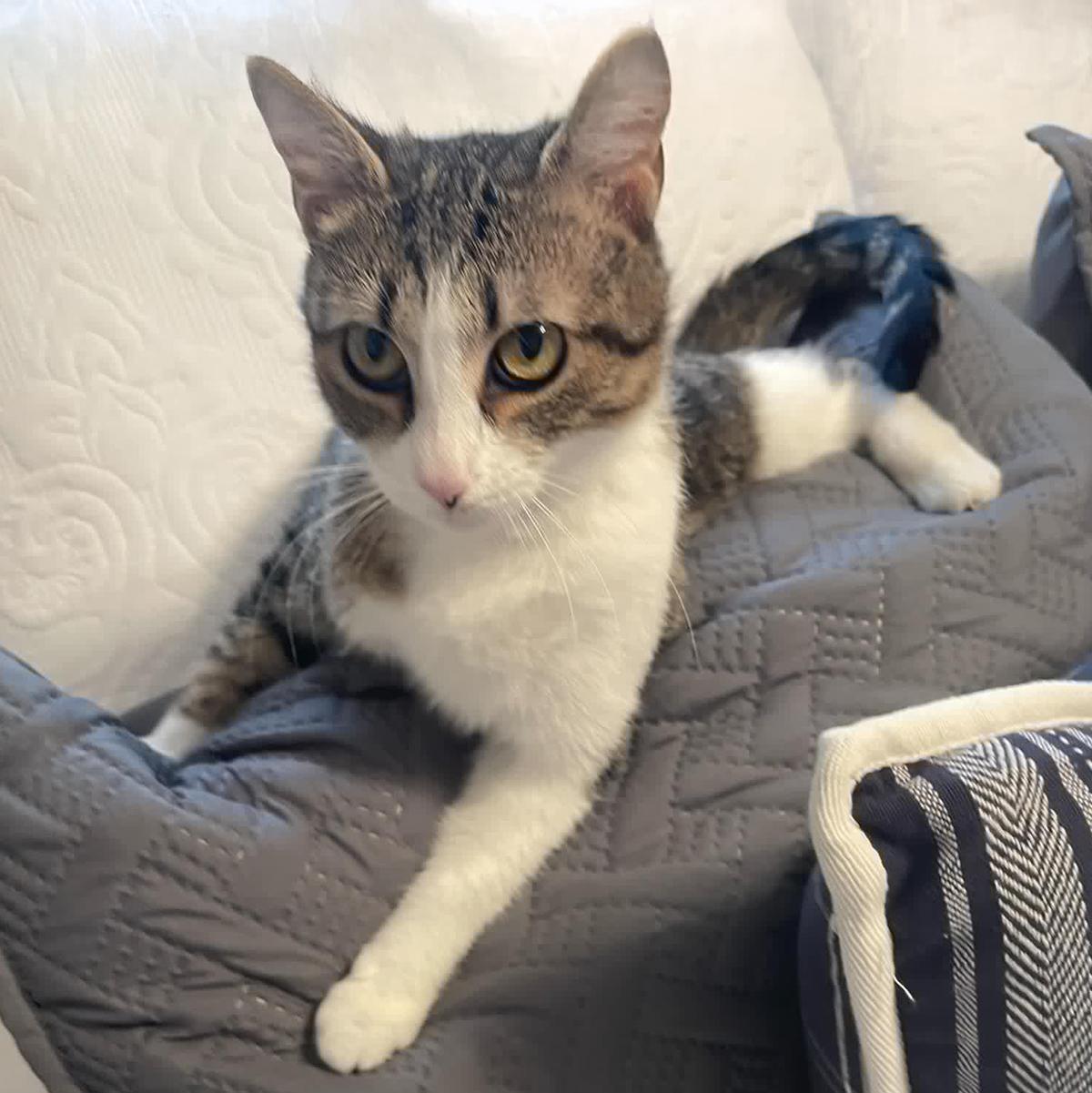 Miss May W., a Adoptable Domestic Short Hair in Somerset, KY image 2/5