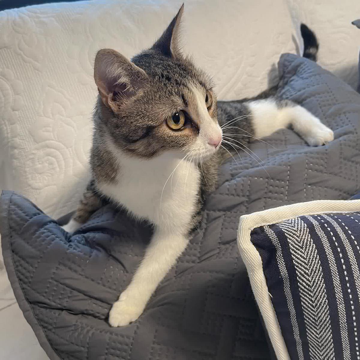 Miss May W., a Adoptable Domestic Short Hair in Somerset, KY image 3/5