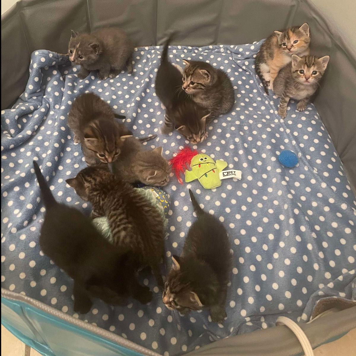 Miss May W., a Adoptable Domestic Short Hair in Somerset, KY image 5/5