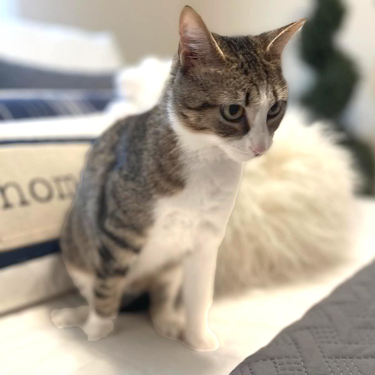 Miss May W., a Adoptable Domestic Short Hair in Somerset, KY image 4/5