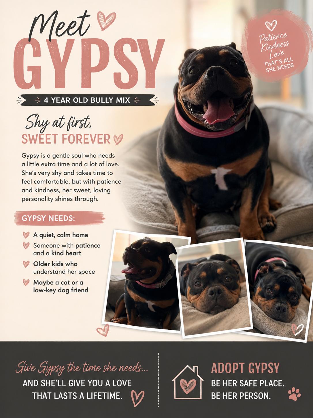 Gypsy, Adoptable, Adult Female American Bully & Bulldog.