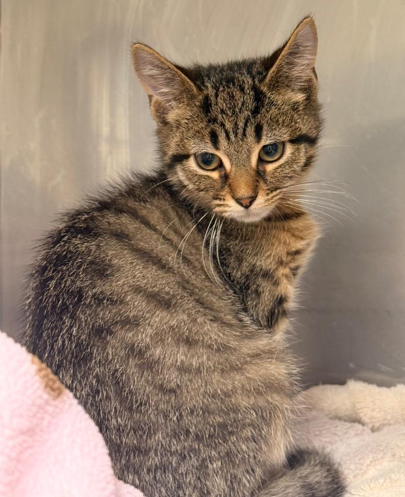 Biscotti, Adoptable, Kitten Male Domestic Short Hair.
