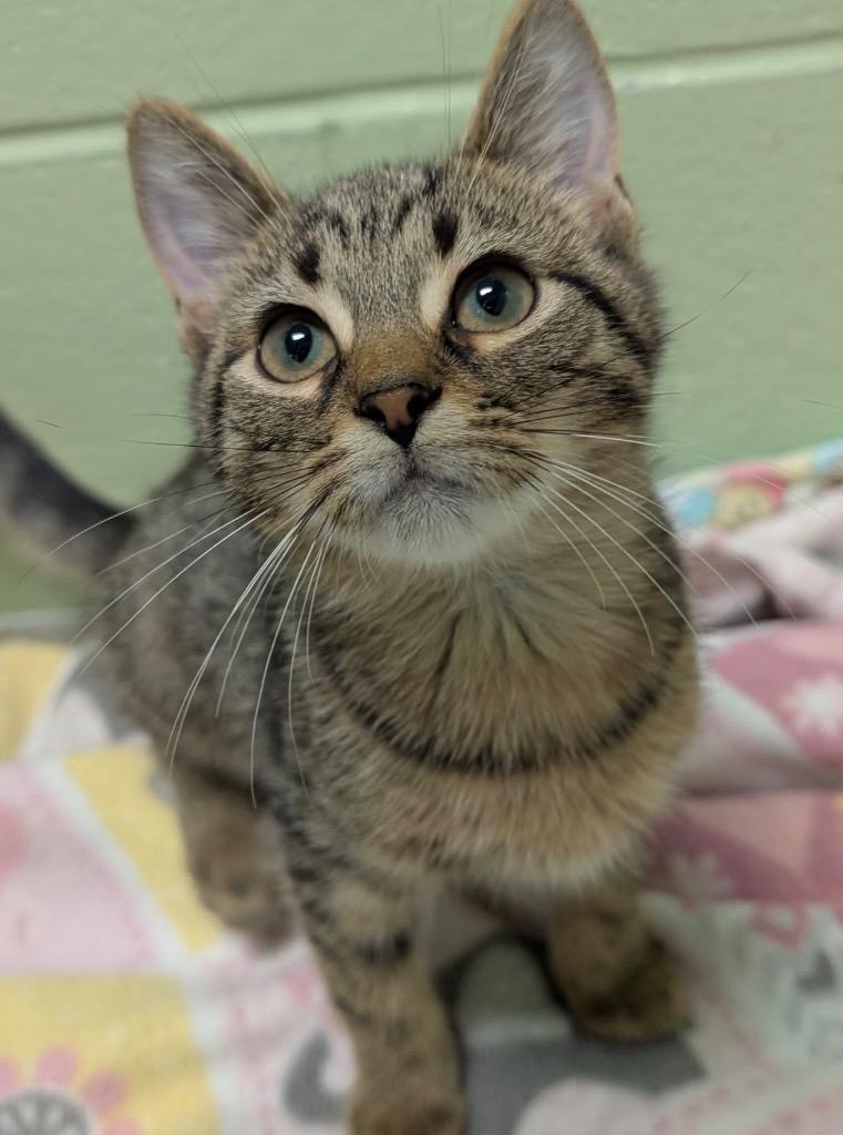 Enlarge Biscotti, a Adoptable mixed breed in Defiance, OH image 2/6