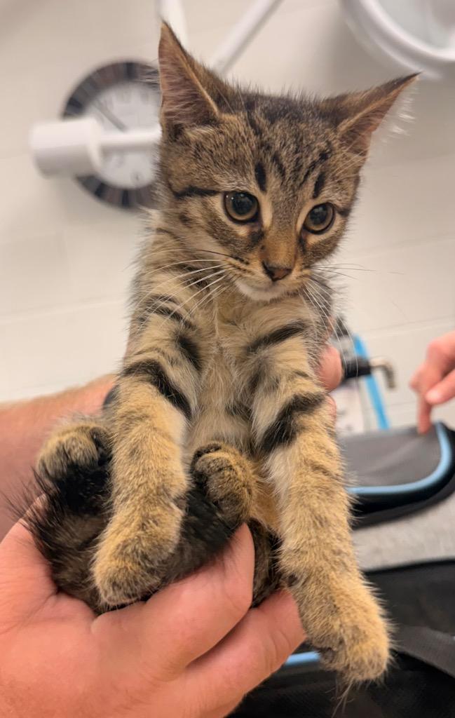 Enlarge Biscotti, a Adoptable mixed breed in Defiance, OH image 3/6