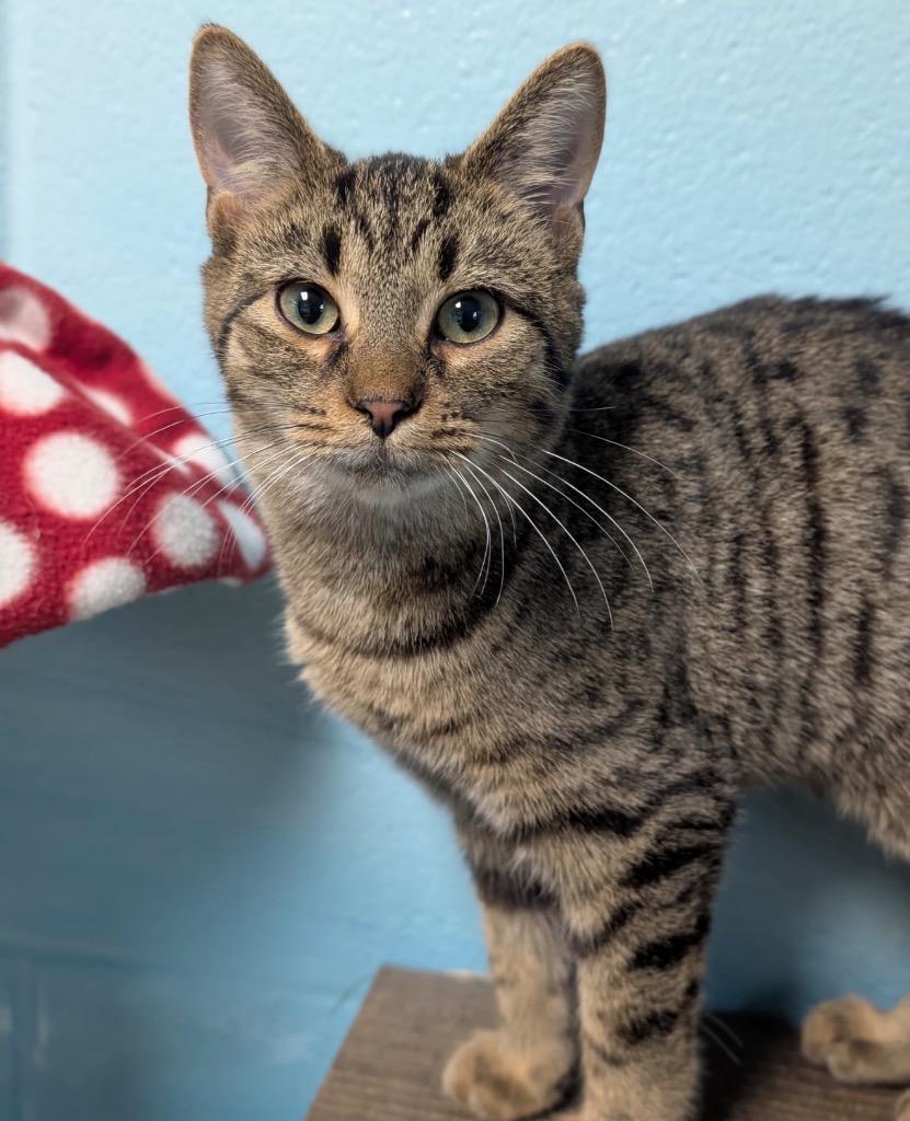 Enlarge Biscotti, a Adoptable mixed breed in Defiance, OH image 4/6