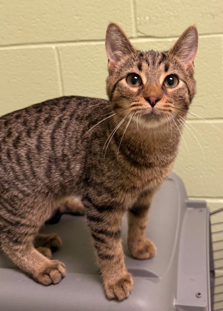 Enlarge Biscotti, a Adoptable mixed breed in Defiance, OH image 4/6
