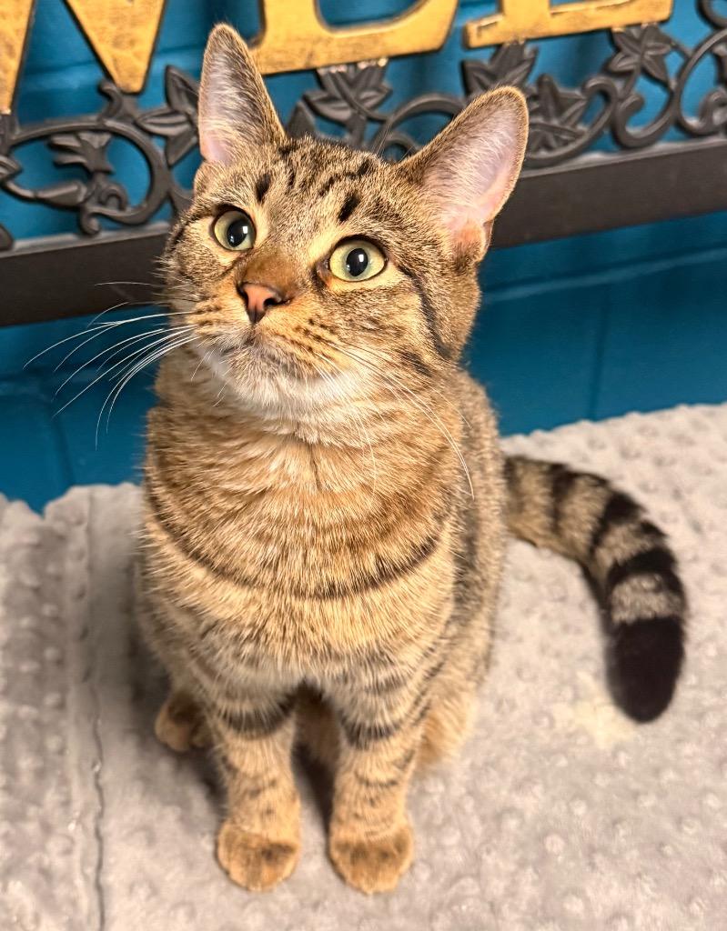 Enlarge Biscotti, a Adoptable mixed breed in Defiance, OH image 4/6