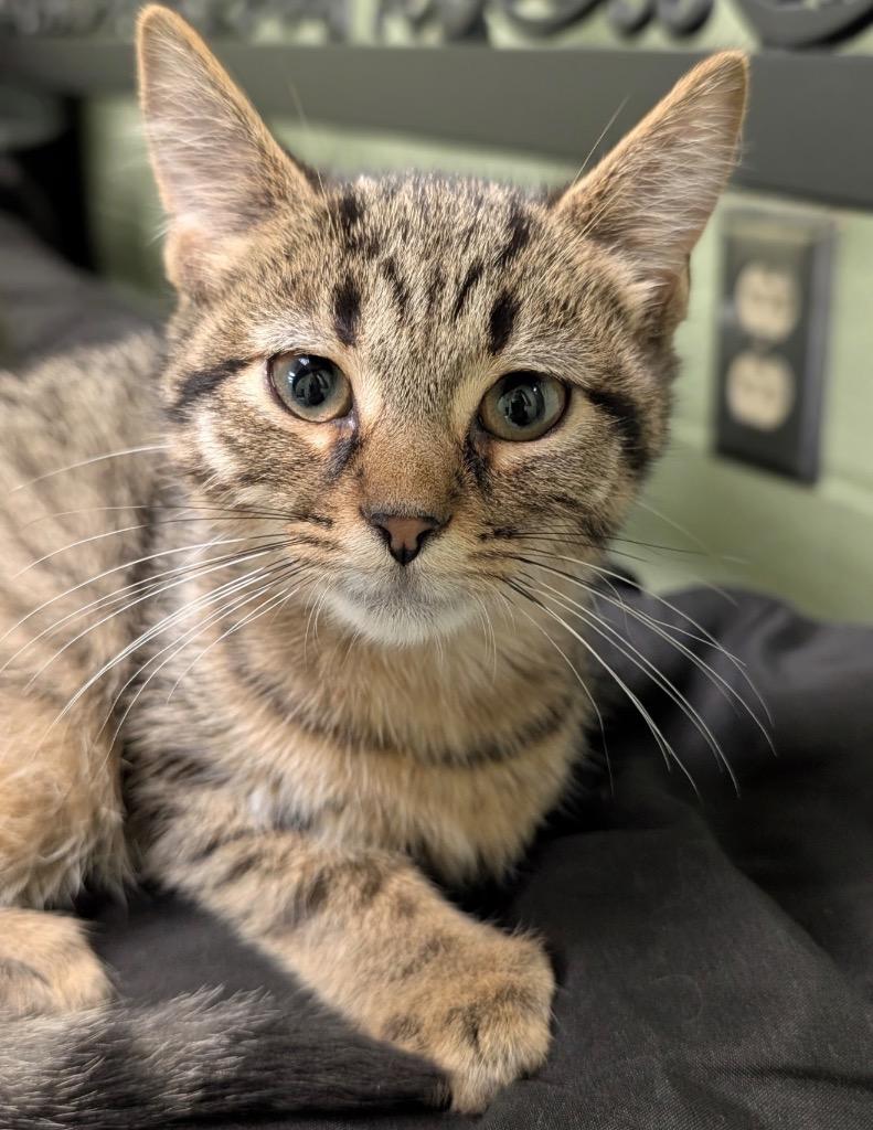 Enlarge Biscotti, a Adoptable mixed breed in Defiance, OH image 5/6