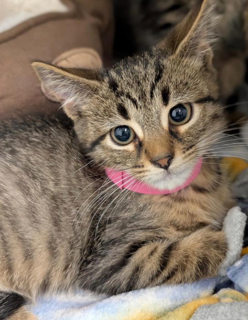 Enlarge Biscotti, a Adoptable mixed breed in Defiance, OH image 6/6