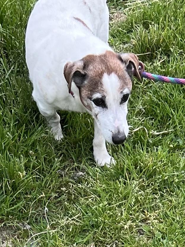 Enlarge Jimmy, an adopted mixed breed in New Windsor, NY image 3/4