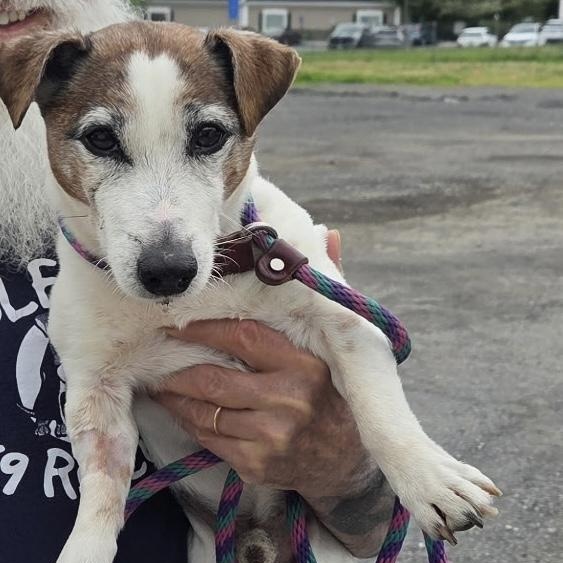 Enlarge Jimmy, an adopted mixed breed in New Windsor, NY image 2/4