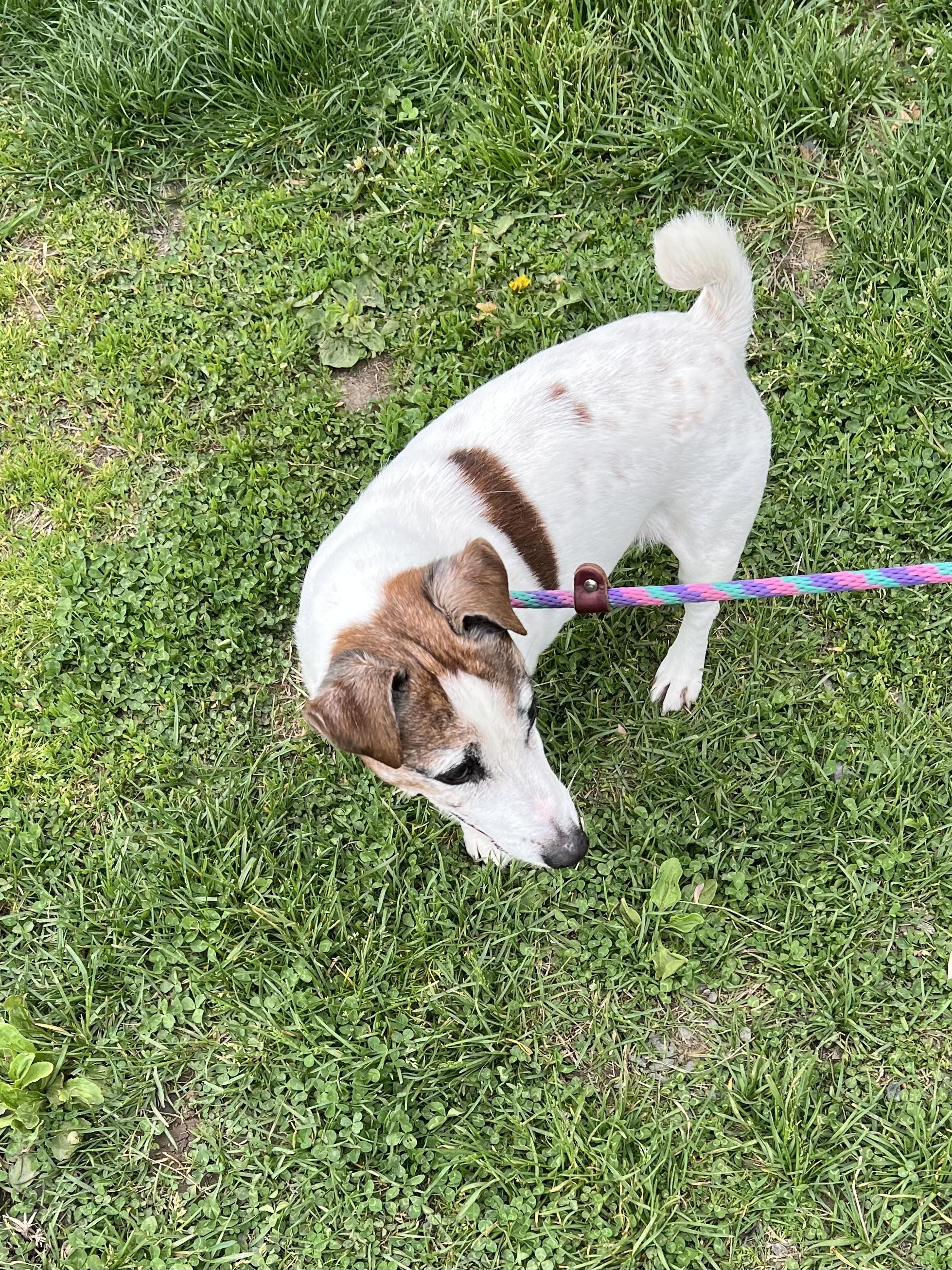 Enlarge Jimmy, an adopted mixed breed in New Windsor, NY image 4/4