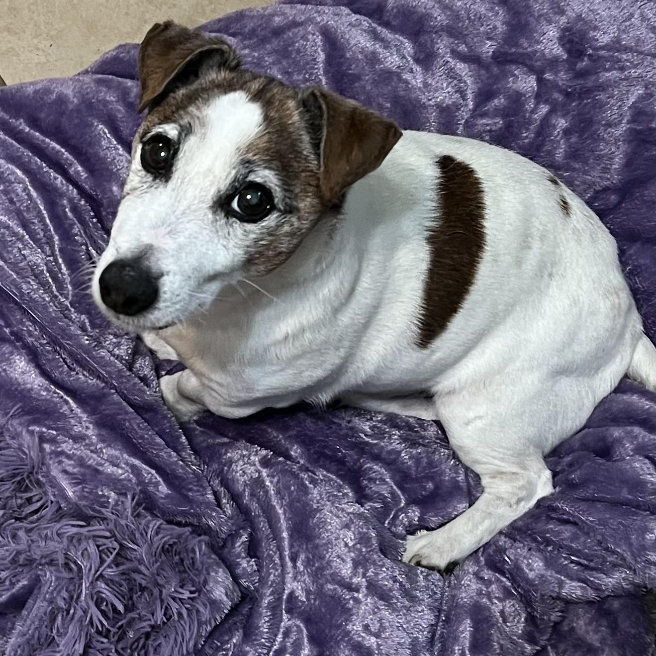 Jimmy, adopted, Senior Male Jack Russell Terrier.