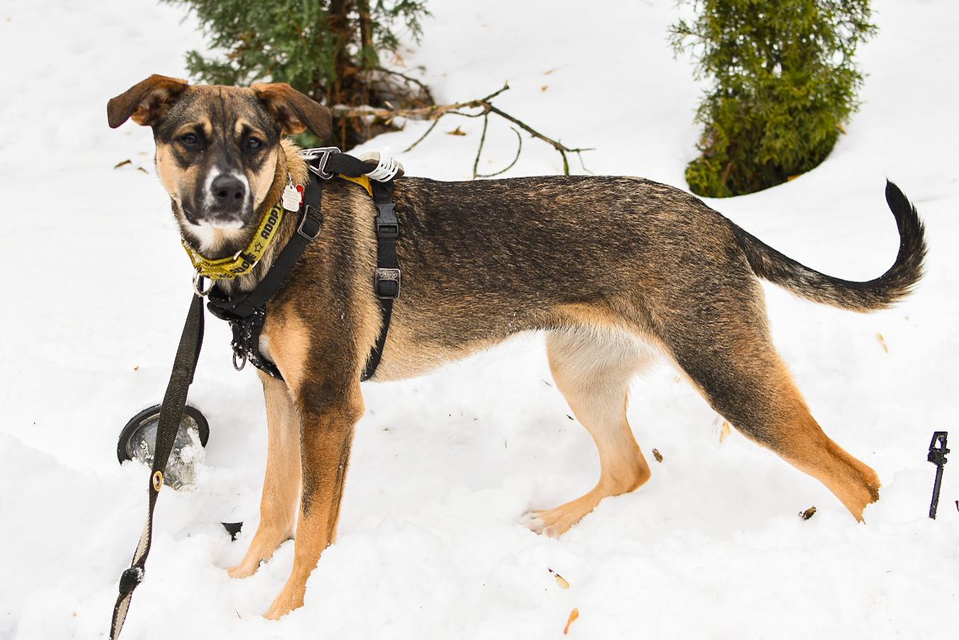 Enlarge Ally, a ADOPTABLE mixed breed in Mississauga, ON image 3/5