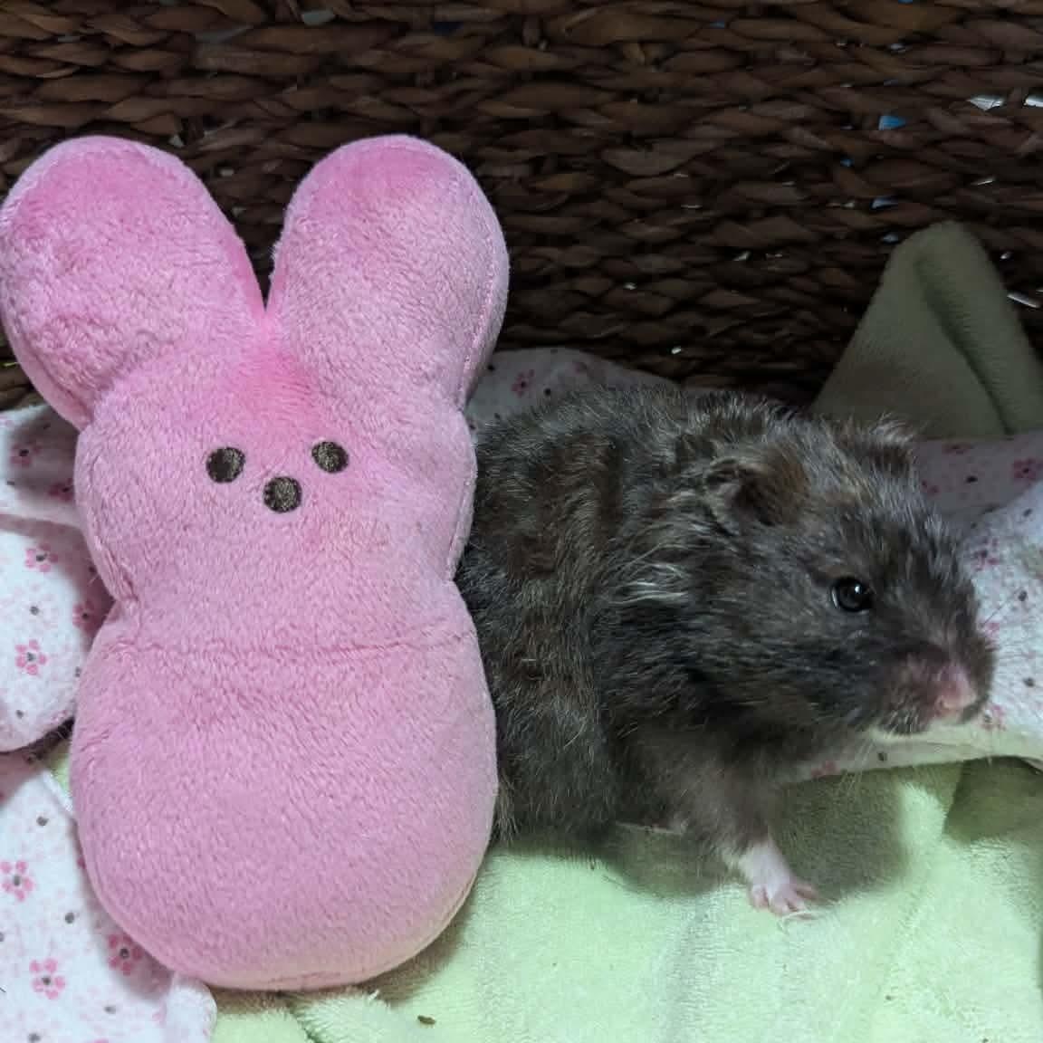 Donna, ADOPTABLE, Adult Female Hamster.