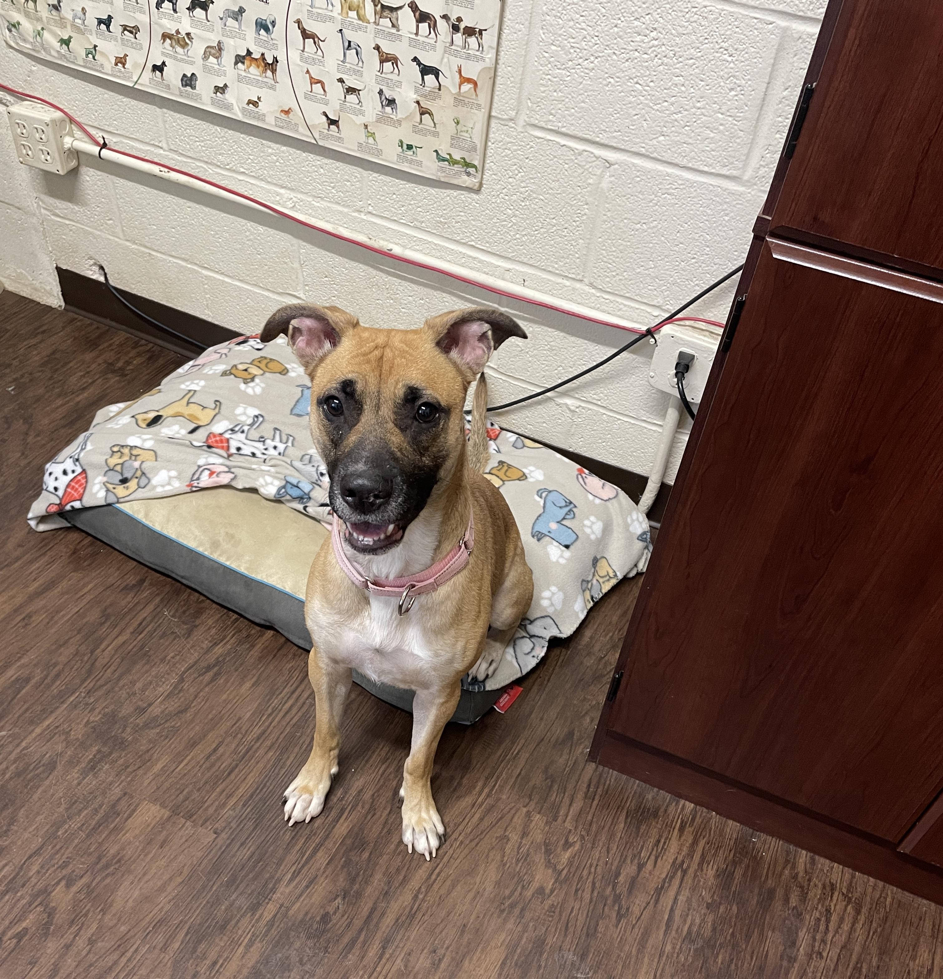 Enlarge Ruby, a Adopted mixed breed in Rome, NY image 1/1