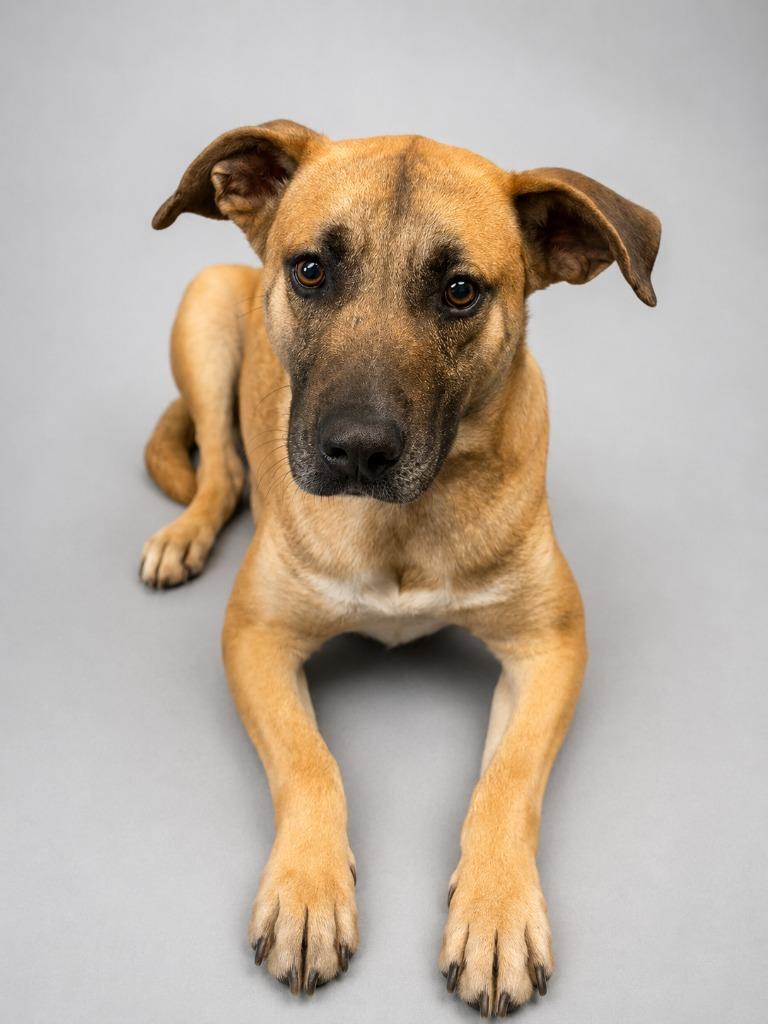 Salvage 26, Adoptable, Young Male Black Mouth Cur.