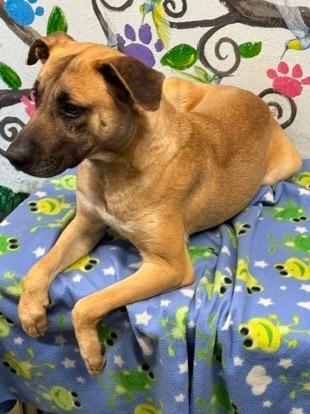 Enlarge Salvage 26, a Adoptable mixed breed in Brookhaven, MS image 2/4