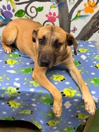 Enlarge Salvage 26, a Adoptable mixed breed in Brookhaven, MS image 3/4