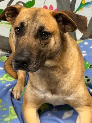 Enlarge Salvage 26, a Adoptable mixed breed in Brookhaven, MS image 4/4