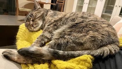 Snickers - Available In Foster, Adoptable, Senior Female Domestic Short Hair & Domestic Short Hair.