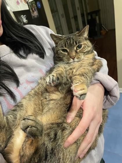 Enlarge Snickers - Available In Foster, a Adoptable Domestic Short Hair in Madison, NJ image 2/3