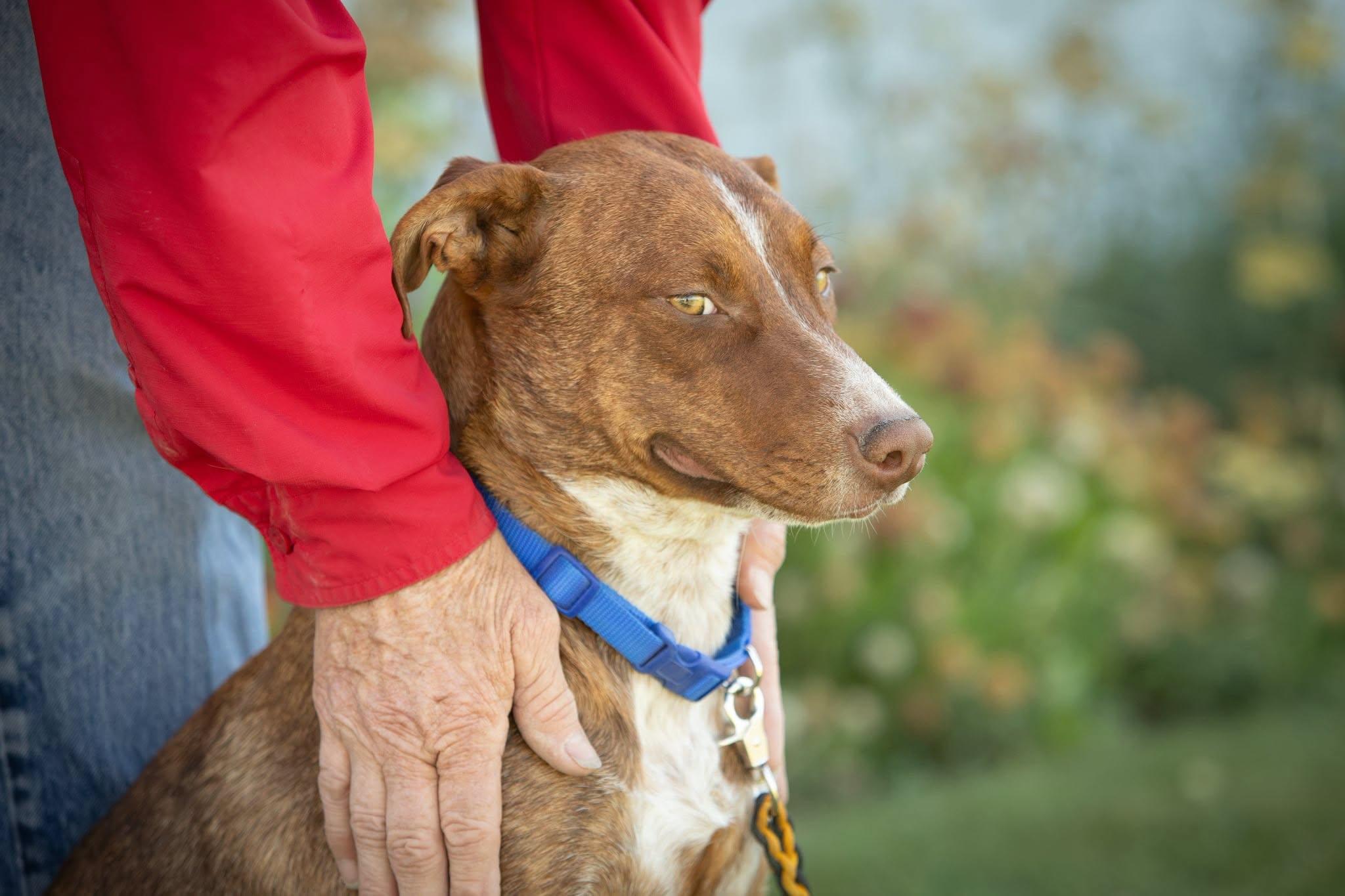 Bailey, a ADOPTABLE mixed breed in Lakeview, OR image 6/6