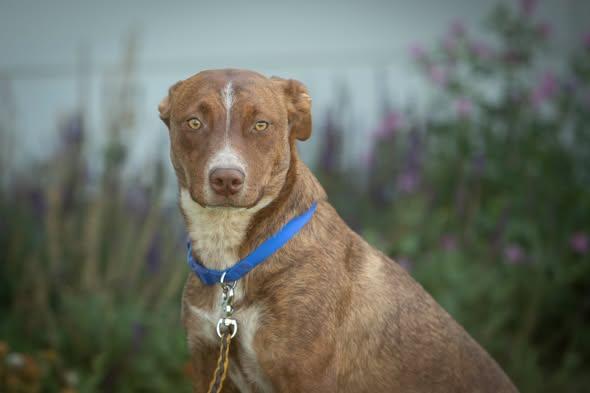 Bailey, a ADOPTABLE mixed breed in Lakeview, OR image 3/6
