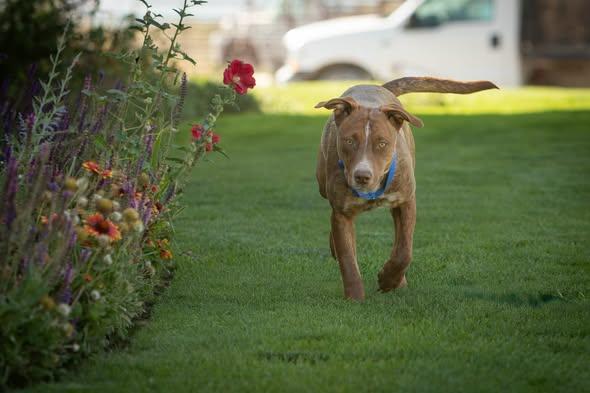 Bailey, a ADOPTABLE mixed breed in Lakeview, OR image 2/6