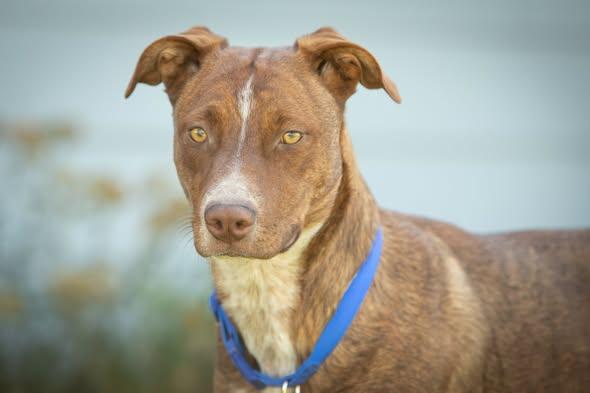Bailey, ADOPTABLE, Puppy Female Cattle Dog.