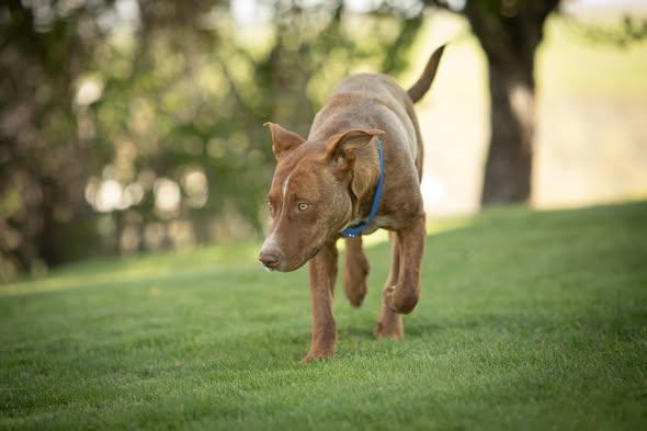 Bailey, a ADOPTABLE mixed breed in Lakeview, OR image 4/6
