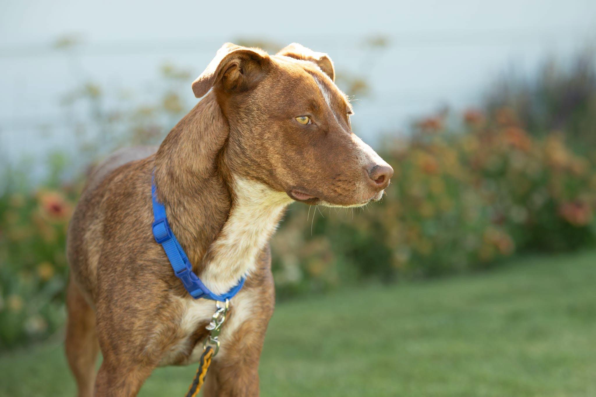 Bailey, a ADOPTABLE mixed breed in Lakeview, OR image 5/6