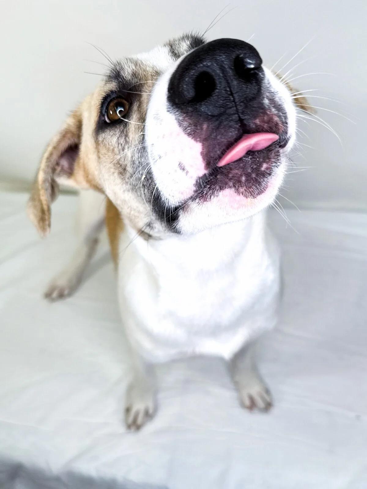 Enlarge Sokka, a ADOPTABLE mixed breed in Bixby, OK image 4/5