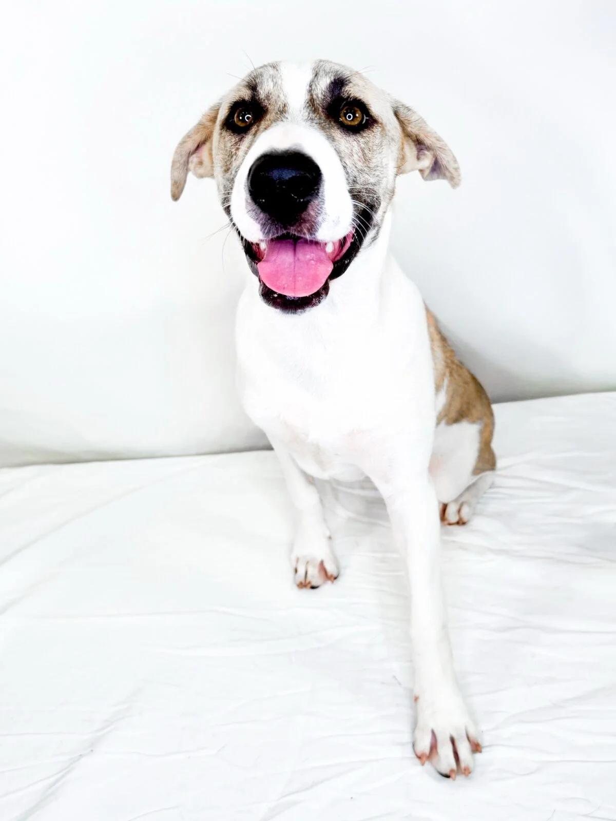 Enlarge Sokka, a ADOPTABLE mixed breed in Bixby, OK image 3/5