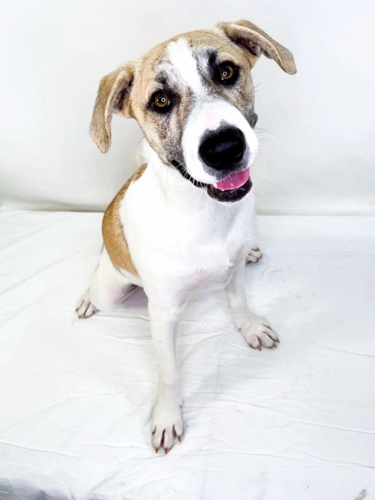 Enlarge Sokka, a ADOPTABLE mixed breed in Bixby, OK image 2/5