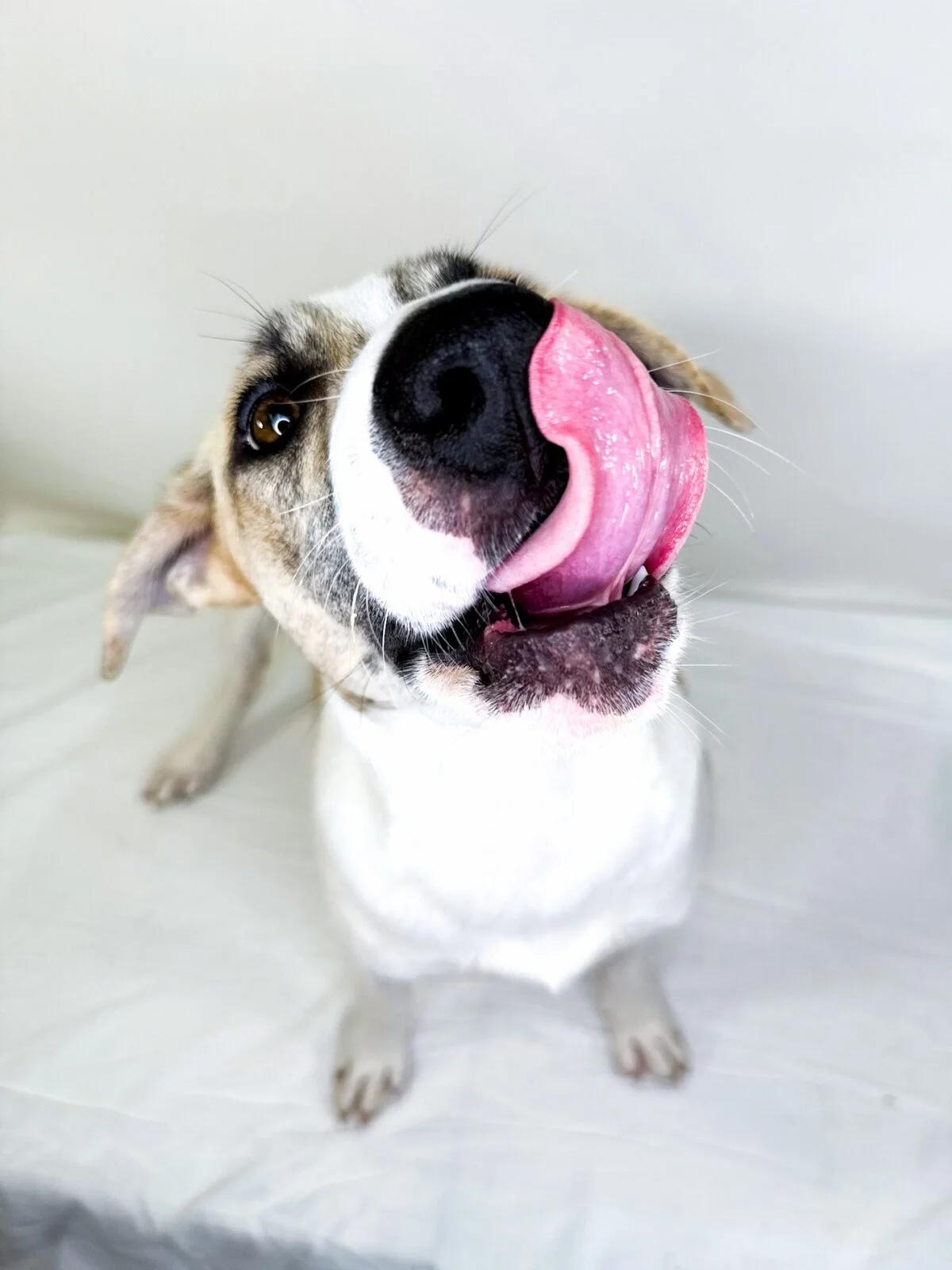 Enlarge Sokka, a ADOPTABLE mixed breed in Bixby, OK image 5/5