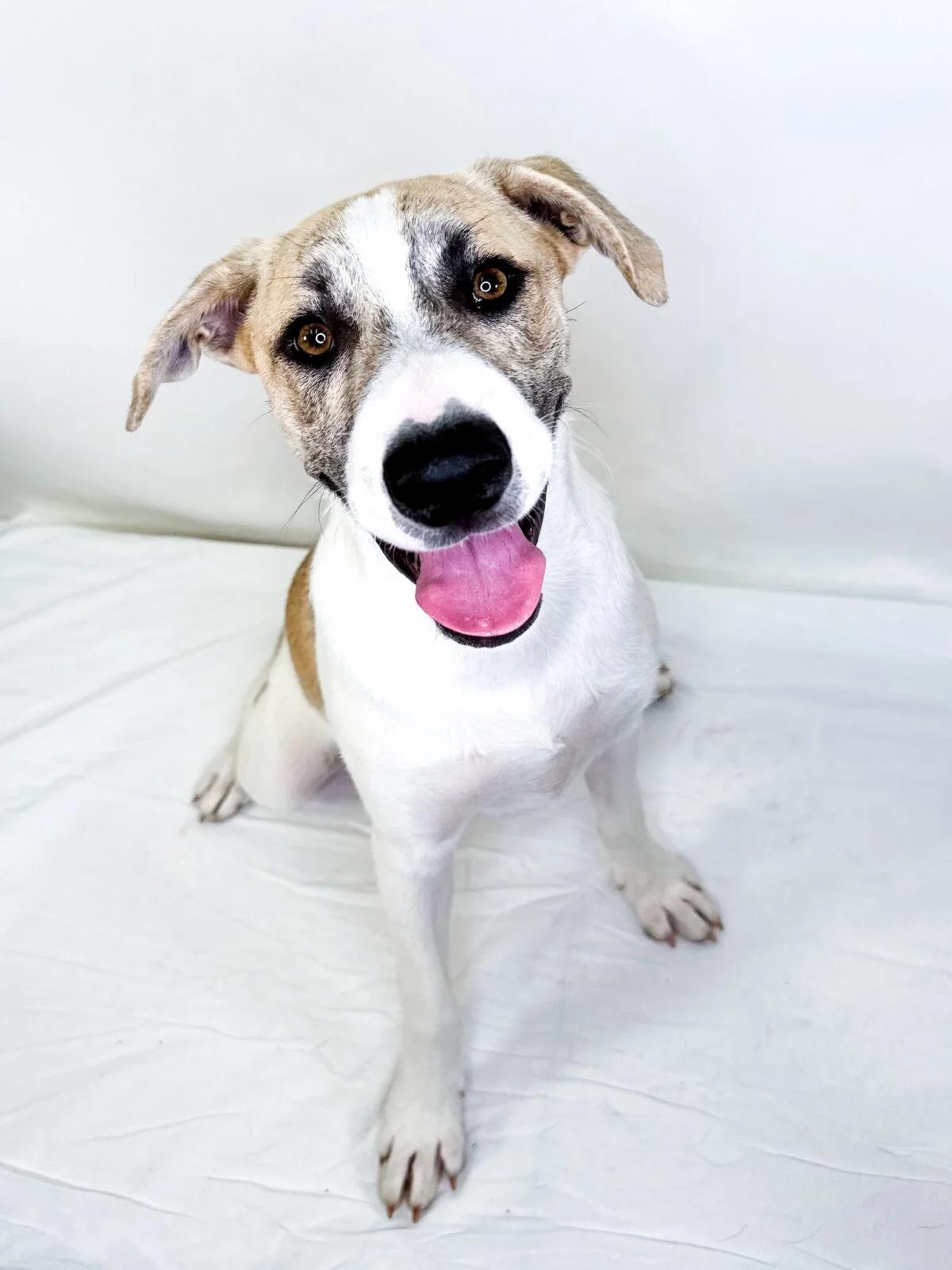 Sokka, ADOPTABLE, Young Male Husky.
