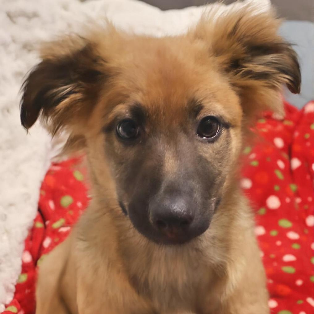 Dakota, a ADOPTABLE mixed breed in Joliet, IL image 1/2