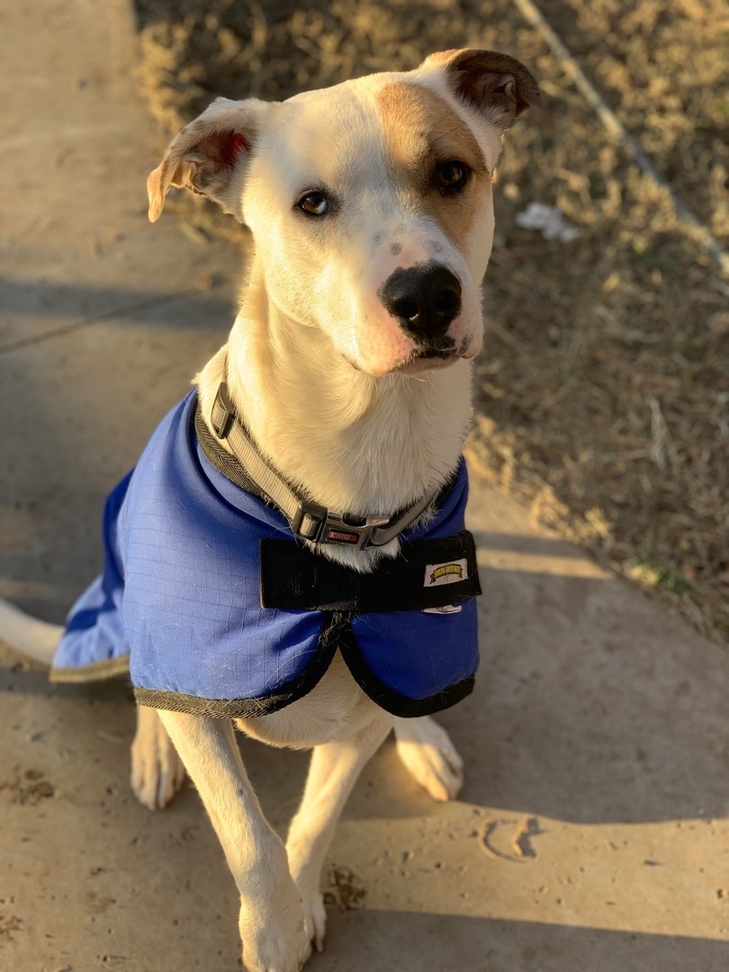 Milo, Adult Male Catahoula Leopard Dog