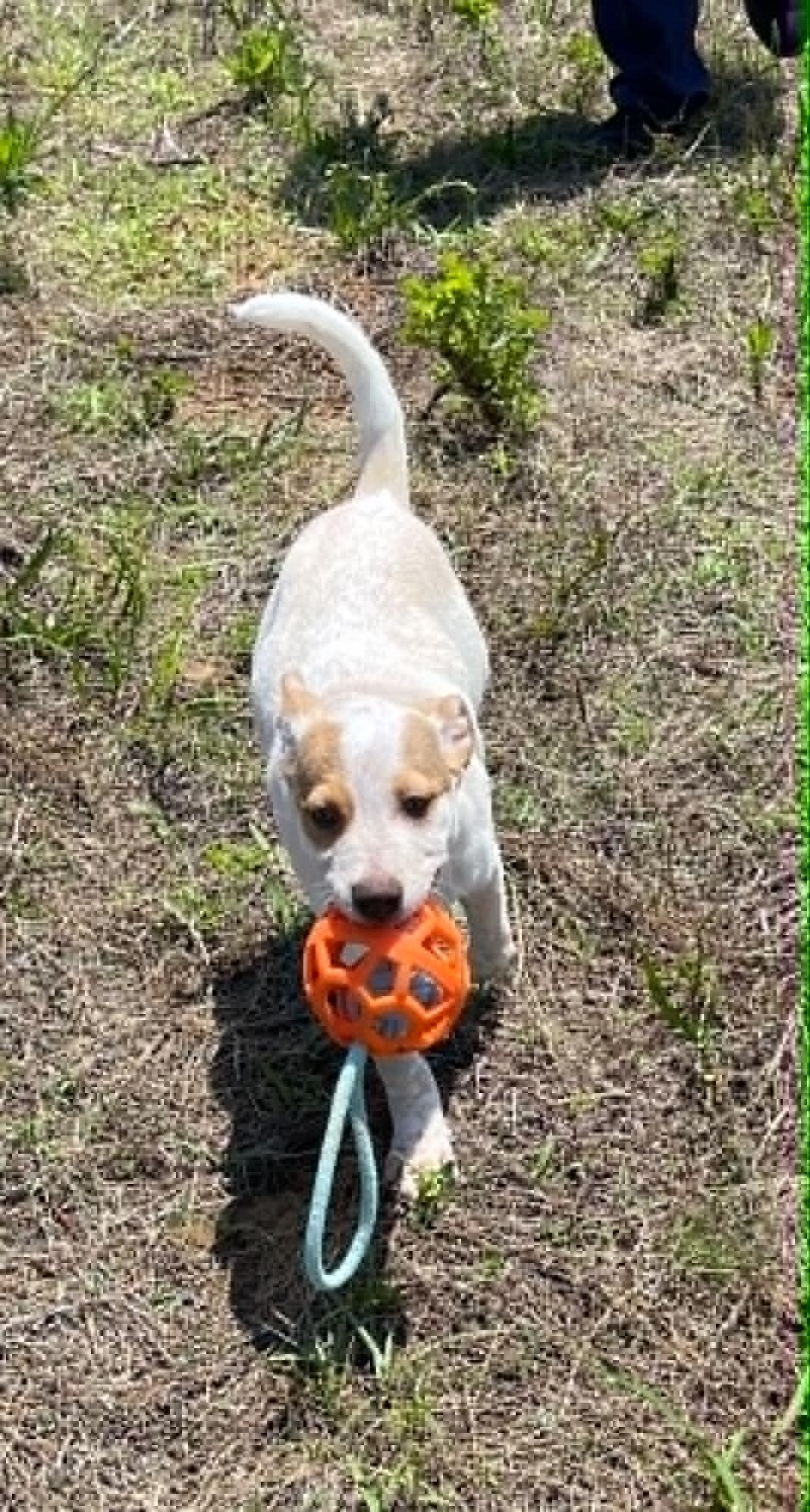 Clementine, an adopted mixed breed in Williston, VT image 6/6